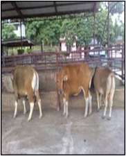 .: LEMBU BALI UNTUK DIJUAL