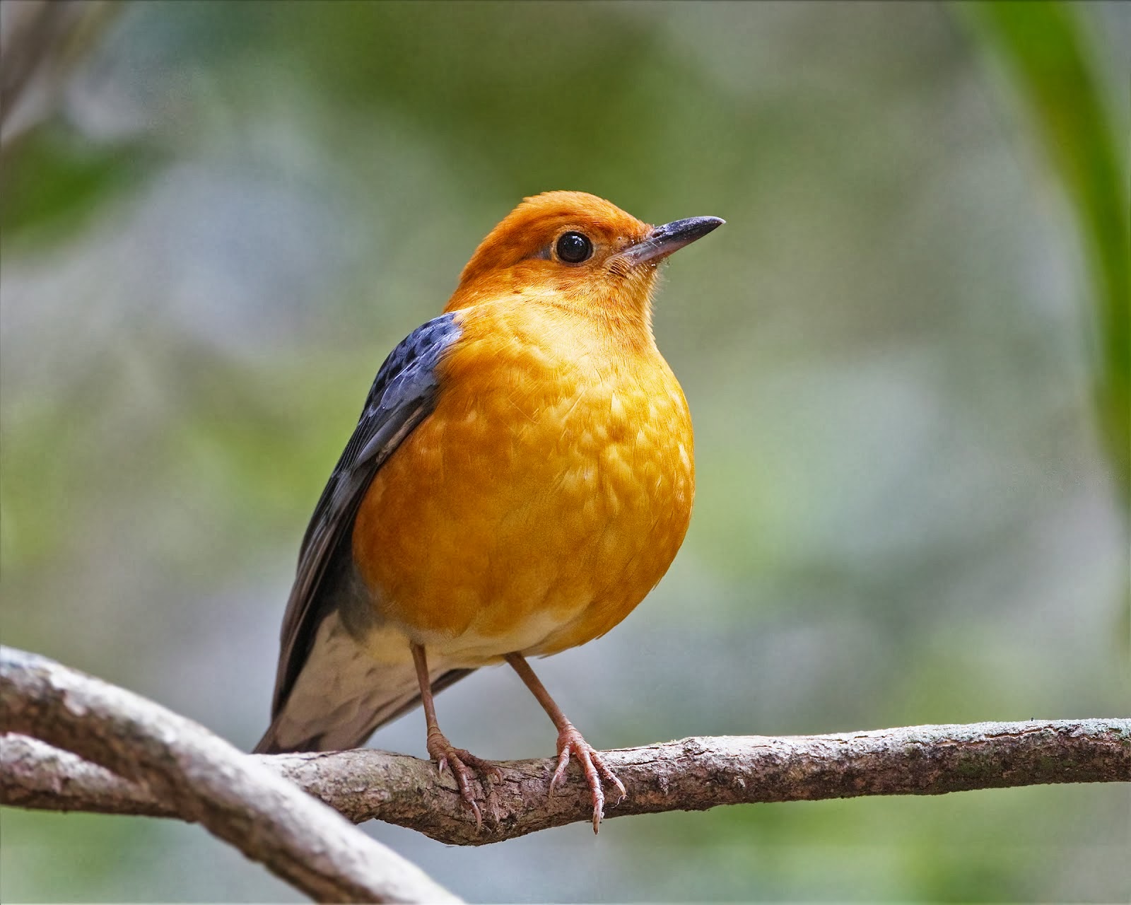  Gambar  Kartun  Burung  Murai Batu Seribu Animasi 