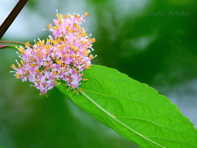 Callicarpa japonica