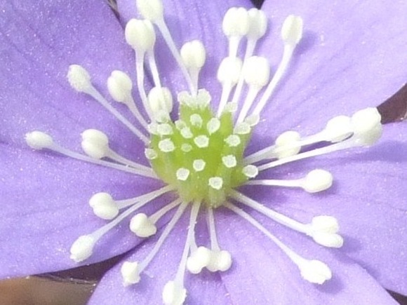 004g