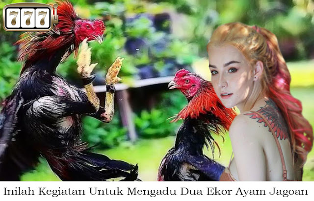 Inilah Kegiatan Untuk Mengadu Dua Ekor Ayam Jagoan