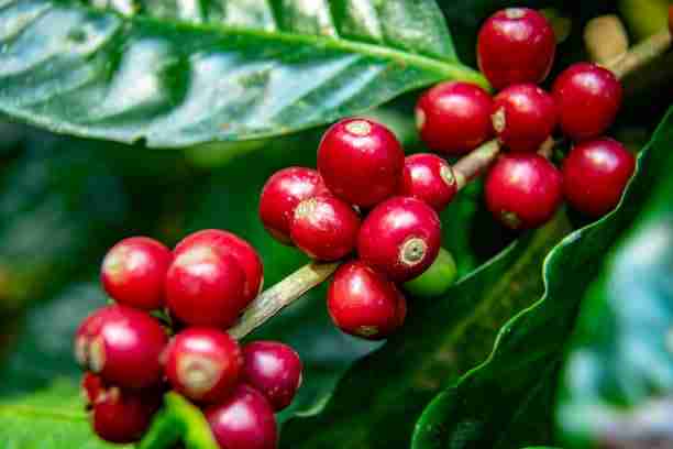 Robusta Coffee, Get To Know Its Types And Characteristics