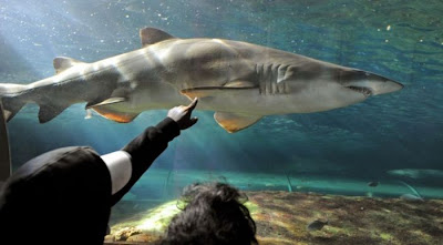 Shark Seen On www.coolpicturegallery.us