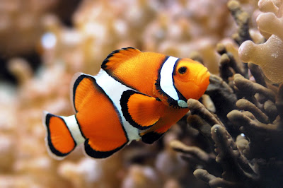 Top 10 Beautiful Aquarium Fish - CLOWNFISH