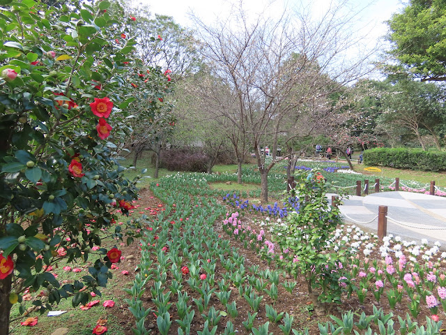 20240101陽明山.花卉實驗中心.茶花