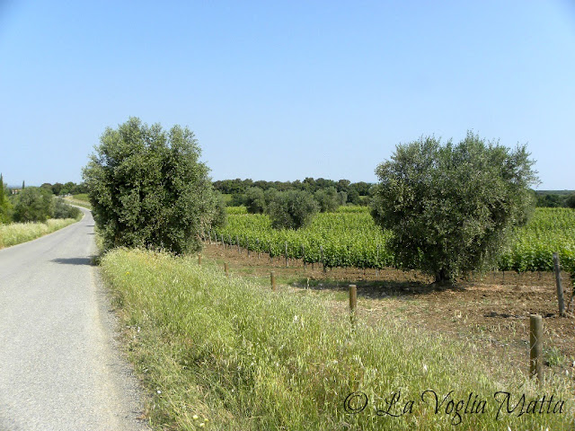 campagna toscana