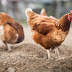 Geral| Idoso é esfaqueado após fofoca sobre suposto furto e venda de ovos das galinhas dele em MT