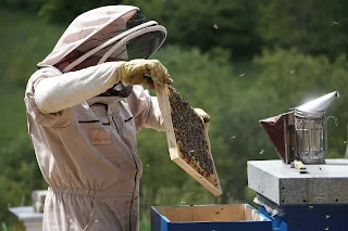 Honey harvesting from bee hive