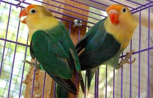 http://miefbird.blogspot.com/2016/06/tiga-jurus-cara-mengatasi-lovebird-yang.html