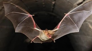 Bats show diverse mutations in "language gene"