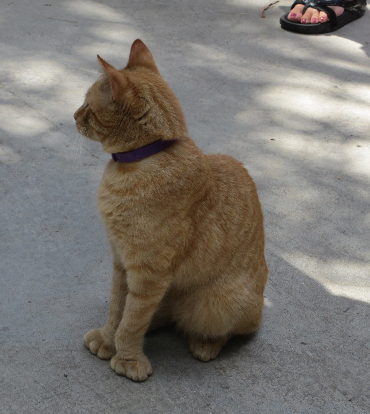 School For Us: Hemingway's Home and Cats! (Key West Excursion)
