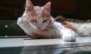 Orange and white cat looking joyful