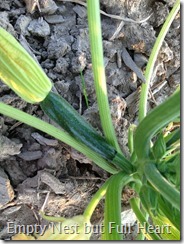 Zucchini