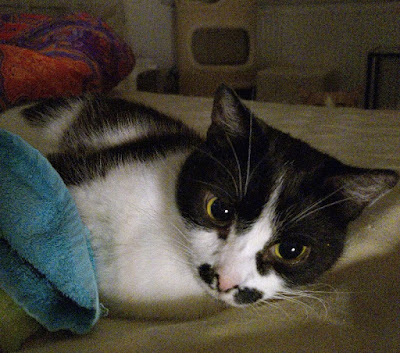 Athos liegt mit großen Pupillen im Bett und hat in den Pfoten die Beute (ein türkises Handtuch)