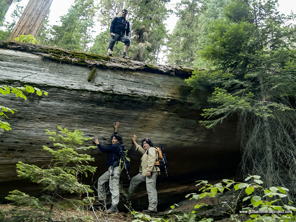 Secuoya caída en Sequoia National Park, por El Guisante Verde Project