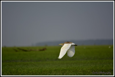 Birds in Nijhum Dwip, Virgin Island Sea Beach, Nijhum Island Hatia, Trip Navigation Bangladesh, Nijhum Dwip Travel Guide