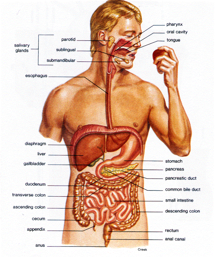 digestive system diagram kids. system diagram for kids.