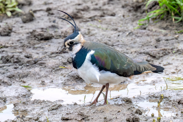 Lapwing