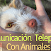 Sabías que la mayor parte de la comunicación con tu Mascota es Telepática?