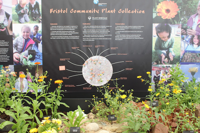 The display of Calendula the the Plant Heritage tent at RHS Hampton Court Flower Show