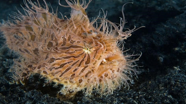 Hairy Frogfish muck diving