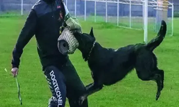 What is the problem with punishment in dog training?