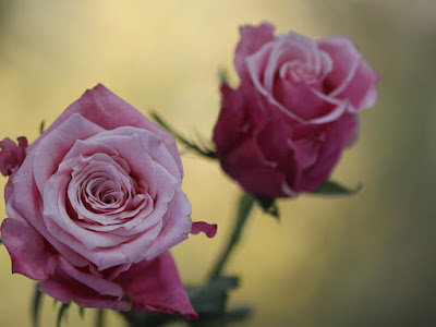 foto de rositas rosadas