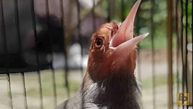 Mitos Memelihara Burung Prenjak