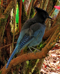 Young Stellar's Jay