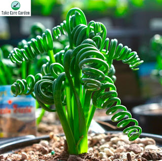 Albuca Spiralis Care Guide: How to Grow and Care for Spiral Succulent