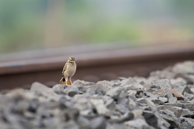 Juvenile Paddyfield Pipit चारचरी, धान तुलिका, सेरवी, धान चिड़ी, रुगैल (Anthus rufulus) Jabalpur, M.P., India April 2022
