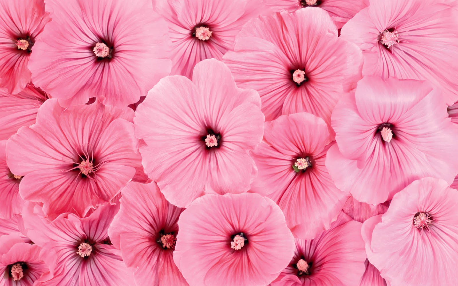 Bult20 Pink Flowers Wallpapers