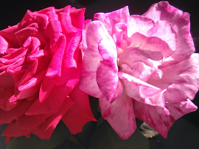 rosas