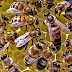 How do bees keep the earth alive?