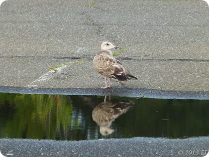 For the reflection