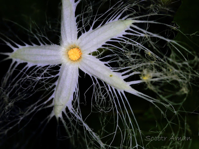 Trichosanthes cucumeroides