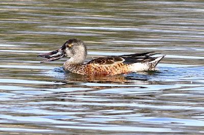 "Northern Shoveler - Spatula clypeata, winter visitor . Spends the winter foraging from the Duck Pond."