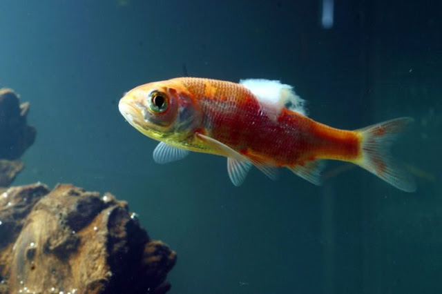 How To Cure fish fungal infection treatment