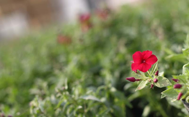 Phlox Flowers Pictures