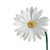 Flower-White-Atractive-png-without background-licence free image download