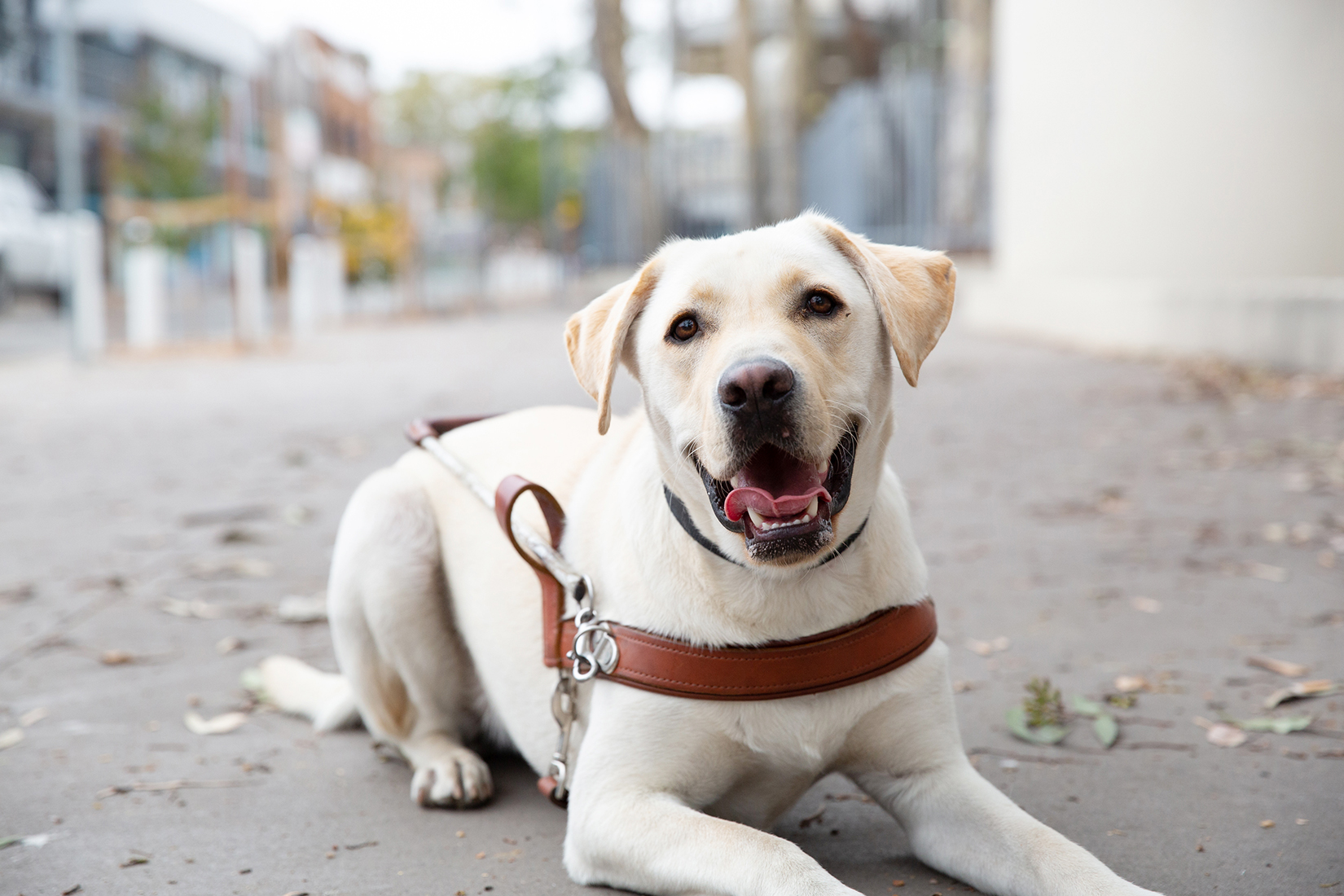 how much does guide dog cost