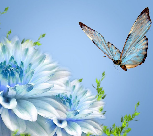 Blue And White Flower HD Wallpaper,1440 x 1280 resolution wallpapers,butterfly wallpapers,hd wallpapers