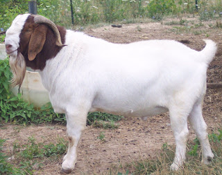 Best goat for Qurbani