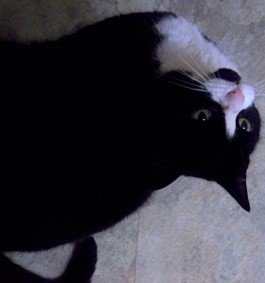 Cat waiting for roast chicken 2