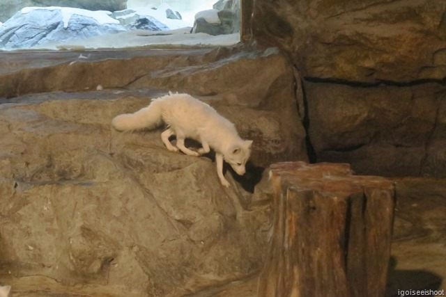 Chimelong Ocean Kingdom - arctic foxes exhibit