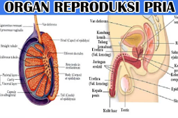 Pengertian Struktur Organ Reproduksi Pria