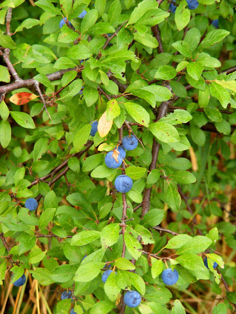 Sloes (Prunus spinosa).  Indre et Loire, France. Photographed by Susan Walter. Tour the Loire Valley with a classic car and a private guide.