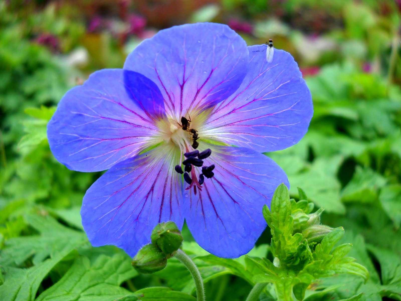 Wild Geranium