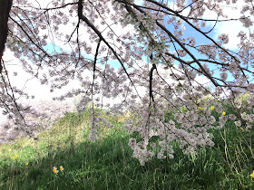 Photo by Sheila Webber of branches of cherry blossom in March 2024