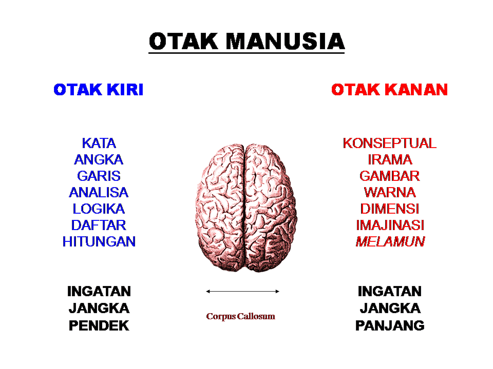 Otak Manusia Otak Kiri dan Otak Kanan Karirplus web id